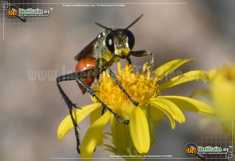 Thread-waisted Wasp -Prionyx spp. - photo 5