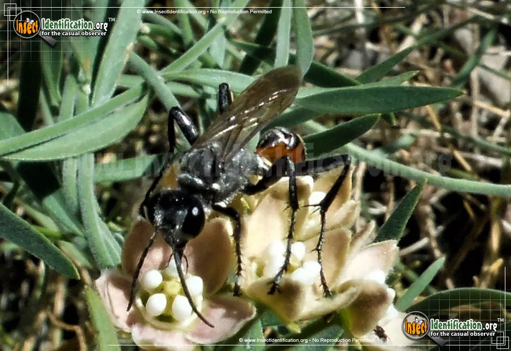 Thread-waisted Wasp -Prionyx spp. - photo 7