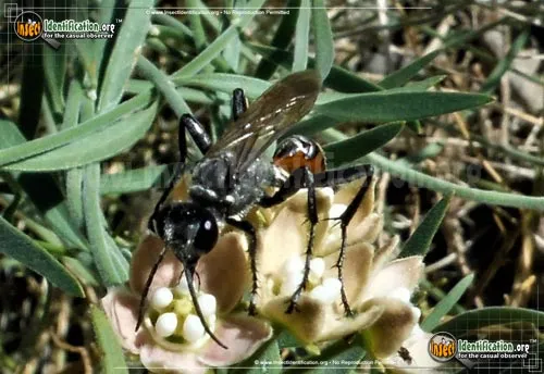 Thread-waisted Wasp -Prionyx spp. - photo 8