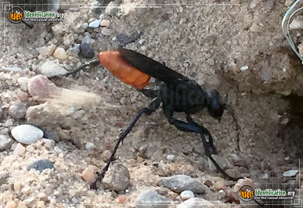 Thread-waisted Wasp -Sphex lucae - Sphex lucae