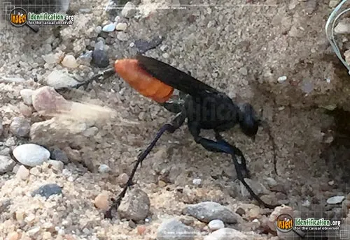 Thread-waisted Wasp -Sphex lucae - photo 2