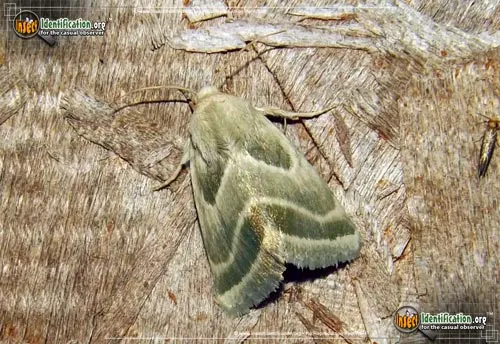 Three-lined Flower Moth - photo 2
