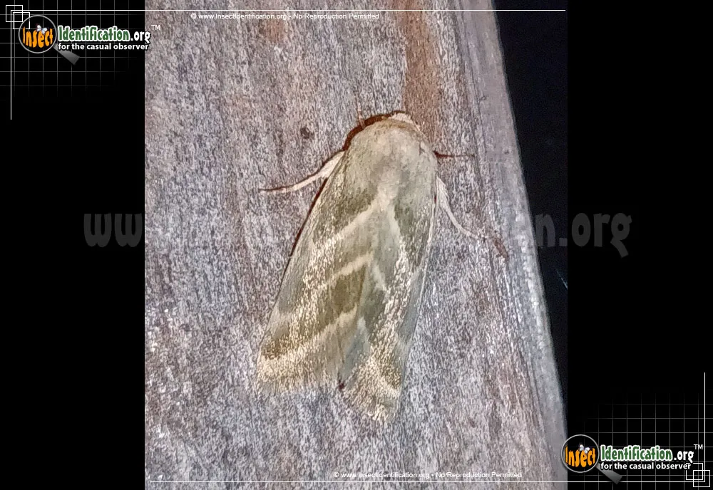 Three-lined Flower Moth - photo 3