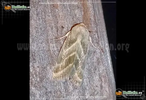 Three-lined Flower Moth - photo 4