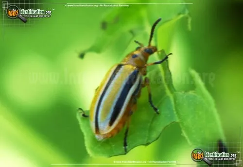 Three-lined Lema Beetle - photo 2