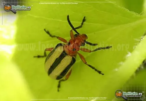 Three-lined Potato Beetle - photo 2