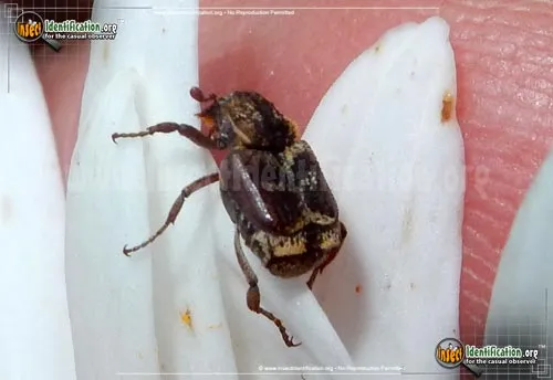 Three-lined Hoplia Beetle - photo 2
