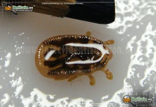 Tick - photo 2
