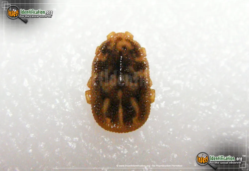 Tick - photo 3