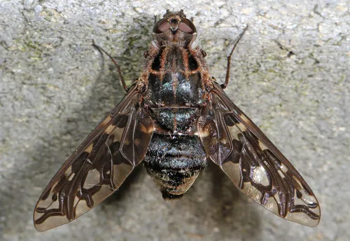 Tiger Bee Fly - Xenox tigrinus