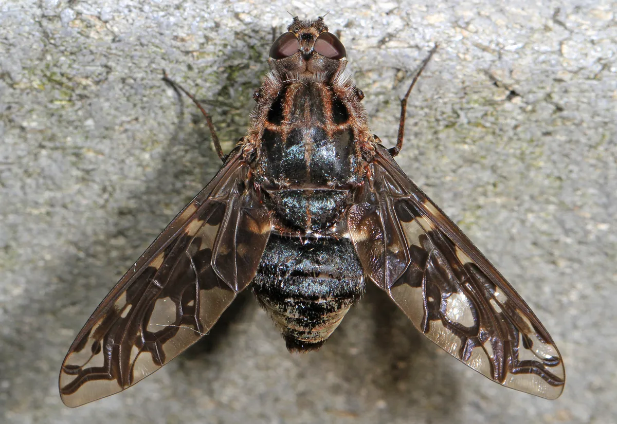 Tiger Bee Fly - photo 3