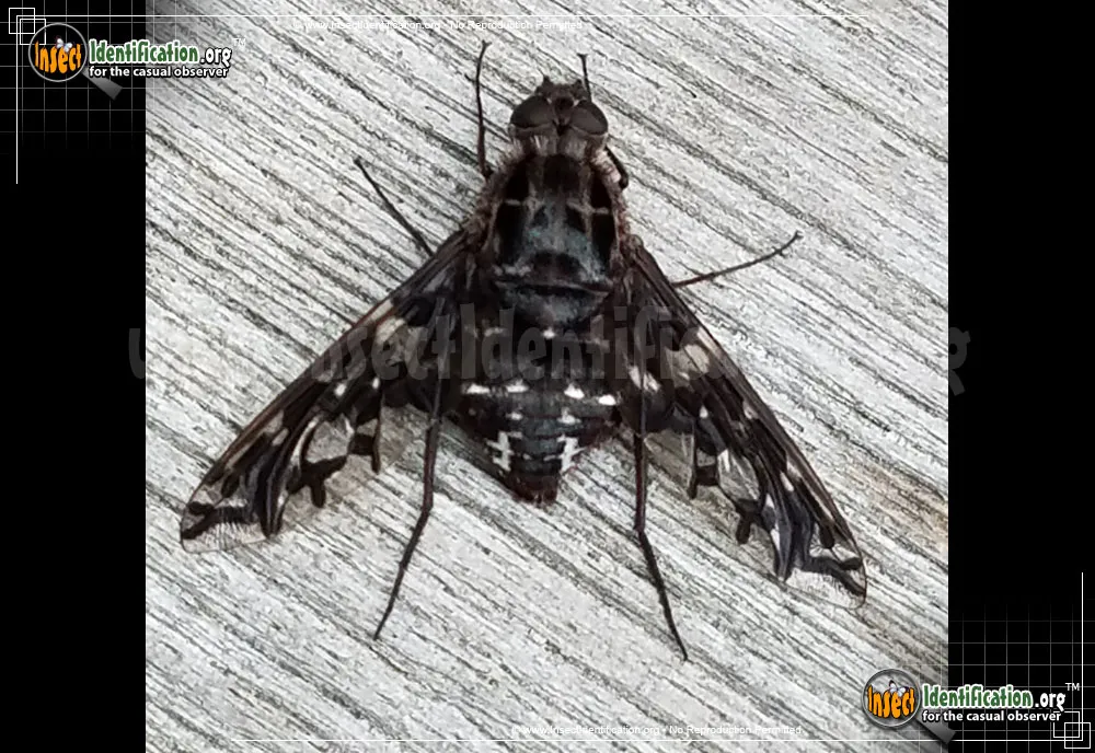 Tiger Bee Fly - photo 4