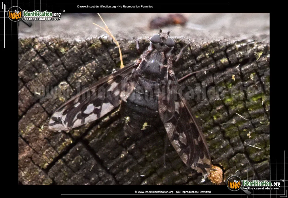 Tiger Bee Fly - photo 5