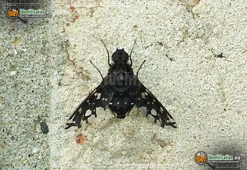 Tiger Bee Fly - photo 6