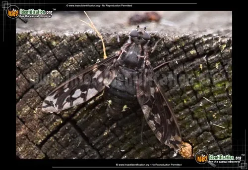 Tiger Bee Fly - photo 8