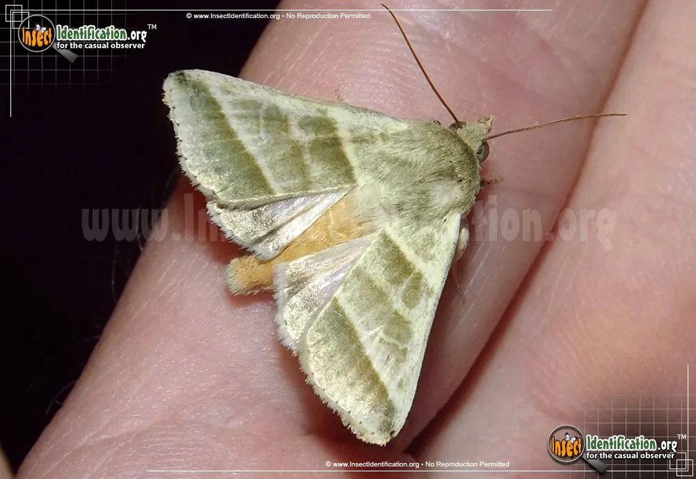 Tobacco Budworm Moth
