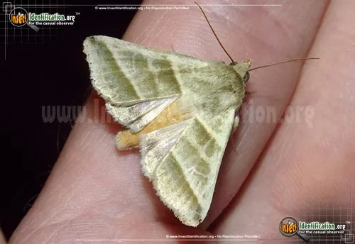 Tobacco Budworm Moth - photo 2