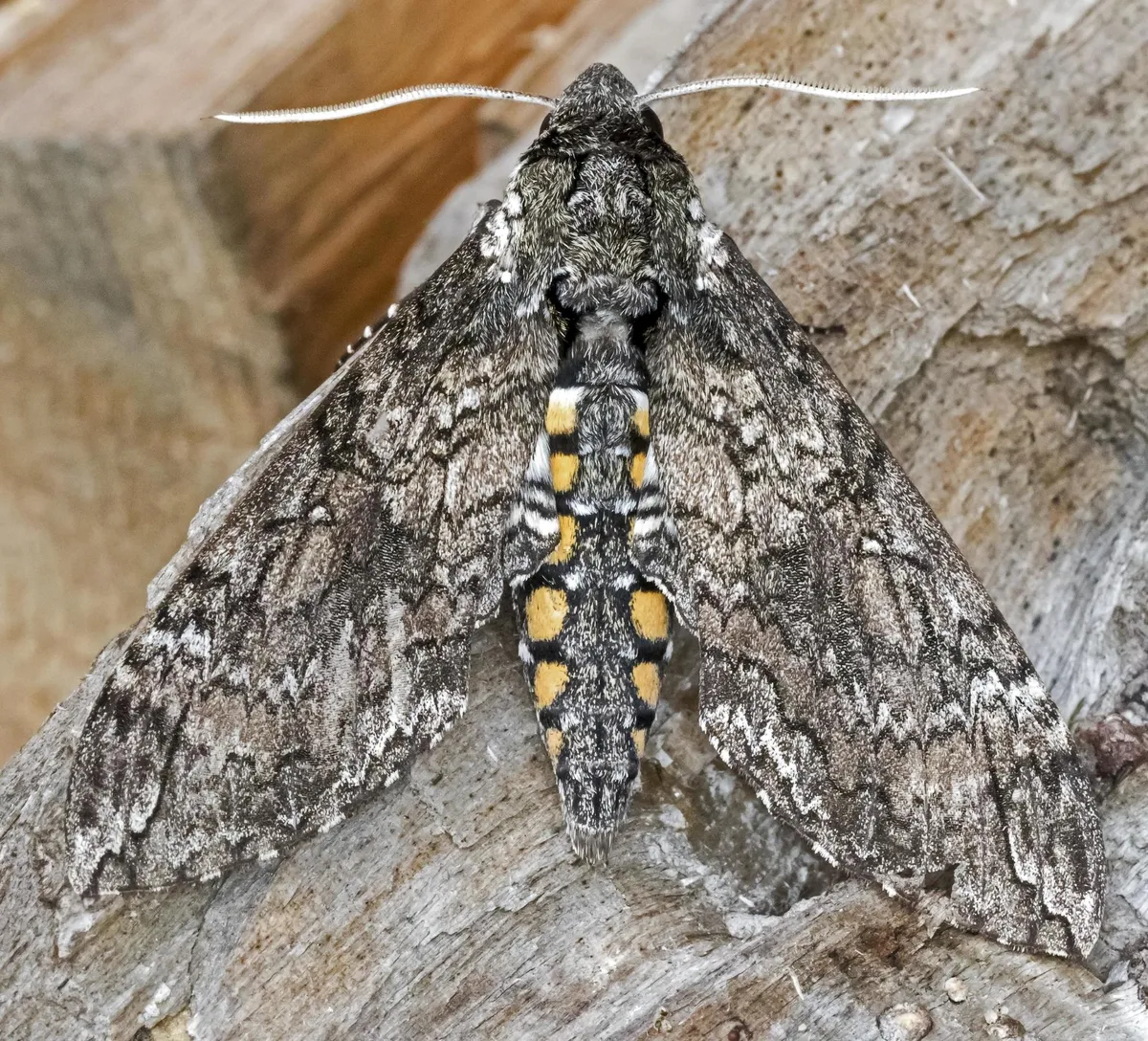 Tobacco Hornworm Moth - photo 3