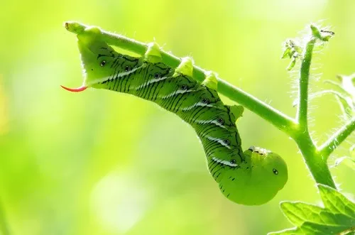 Tobacco Hornworm Moth - photo 4