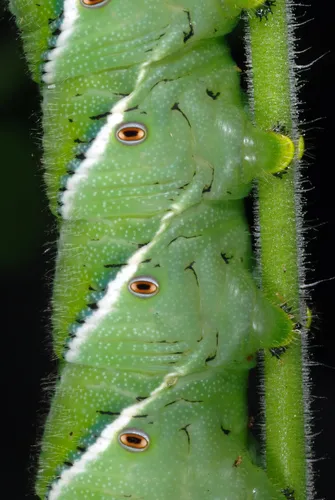 Tobacco Hornworm Moth - photo 5