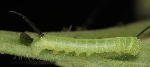 Tobacco Hornworm Moth - photo 8