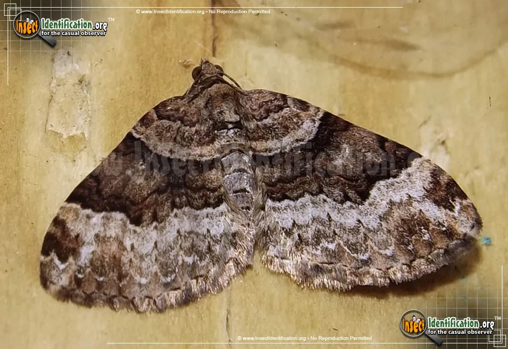 Toothed Brown Carpet Moth