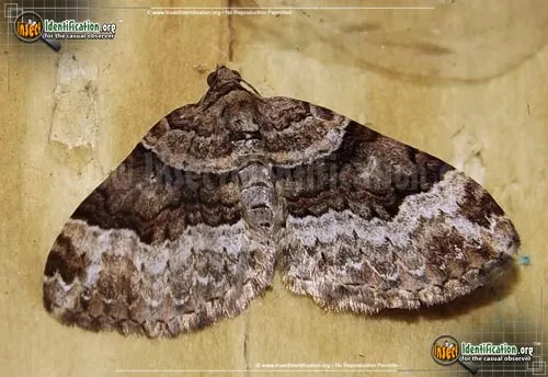 Toothed Brown Carpet Moth - photo 2