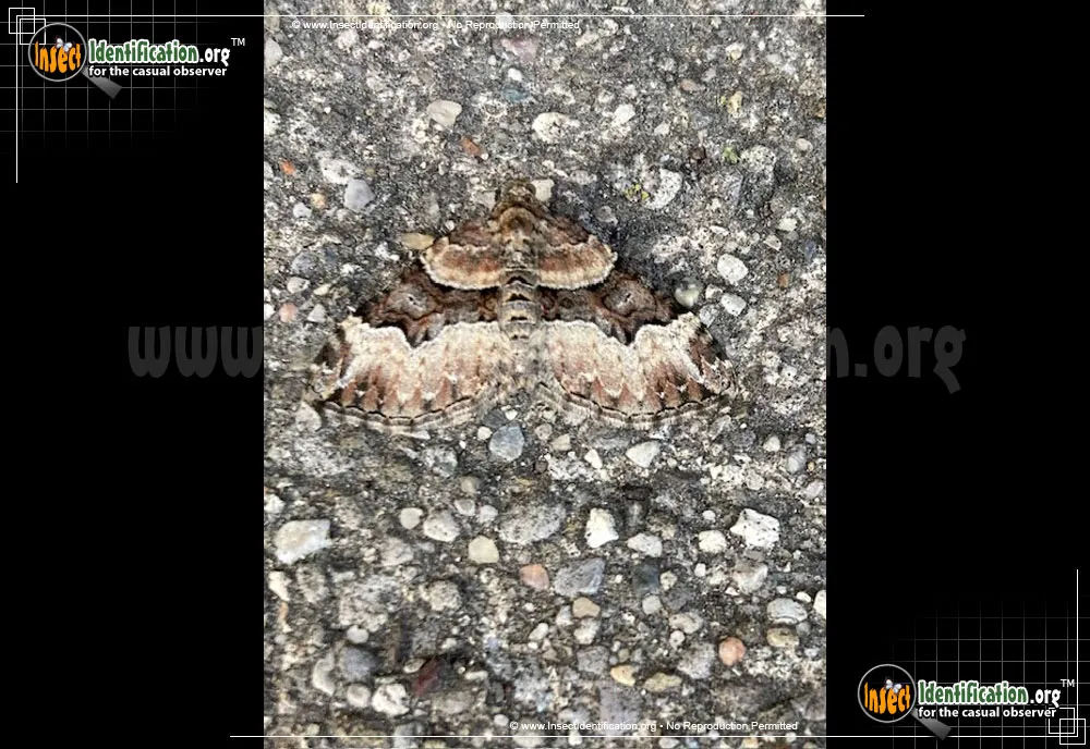 Toothed Brown Carpet Moth - photo 3