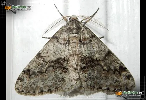 Toothed Phigalia Moth - photo 2