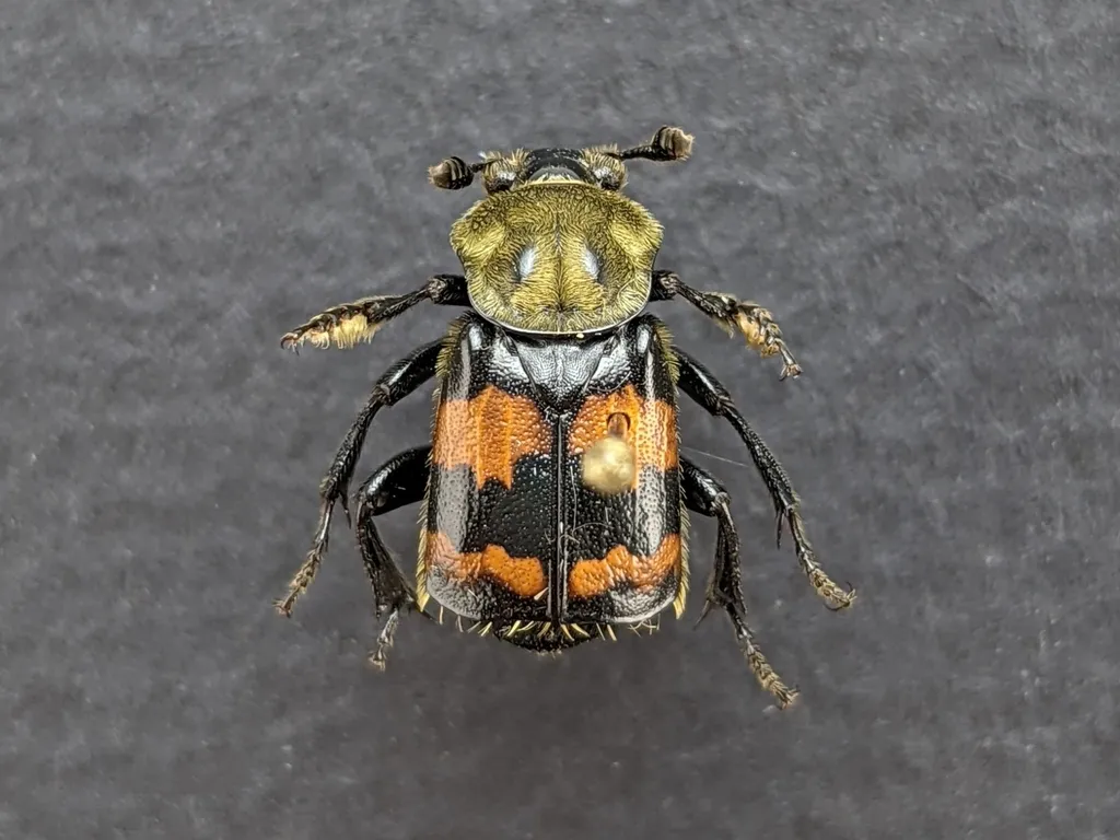 Tormentose Burying Beetle - photo 2