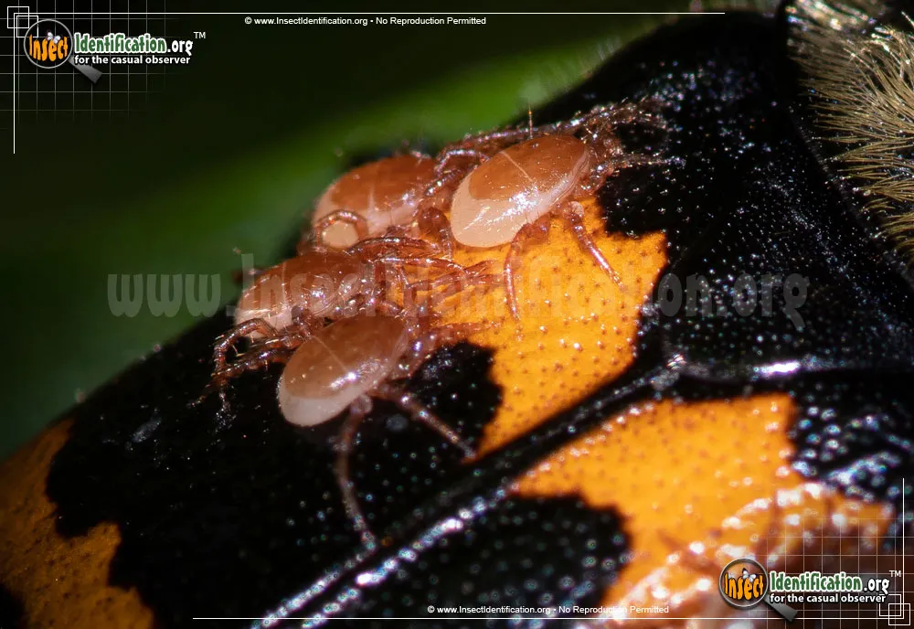 Tormentose Burying Beetle - photo 4