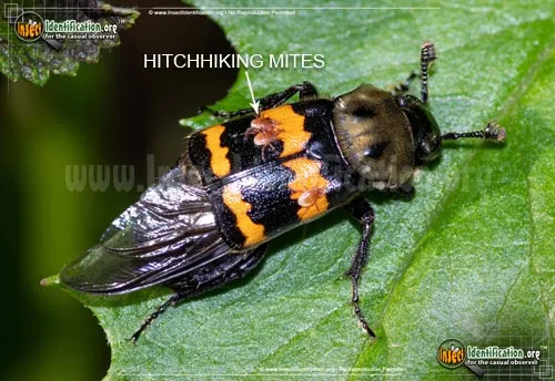 Tormentose Burying Beetle - photo 5