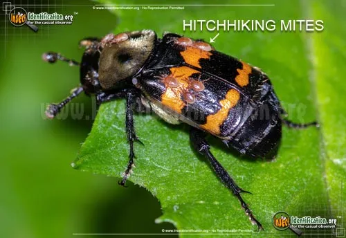 Tormentose Burying Beetle - photo 6