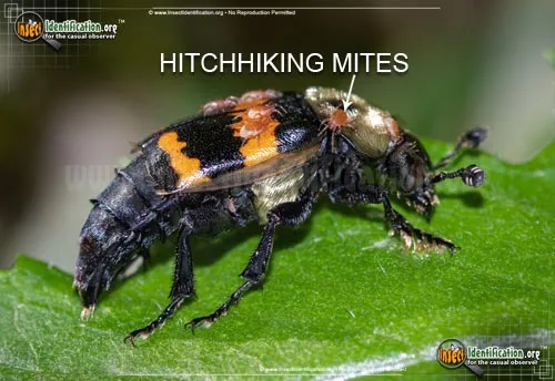 Tormentose Burying Beetle - photo 7