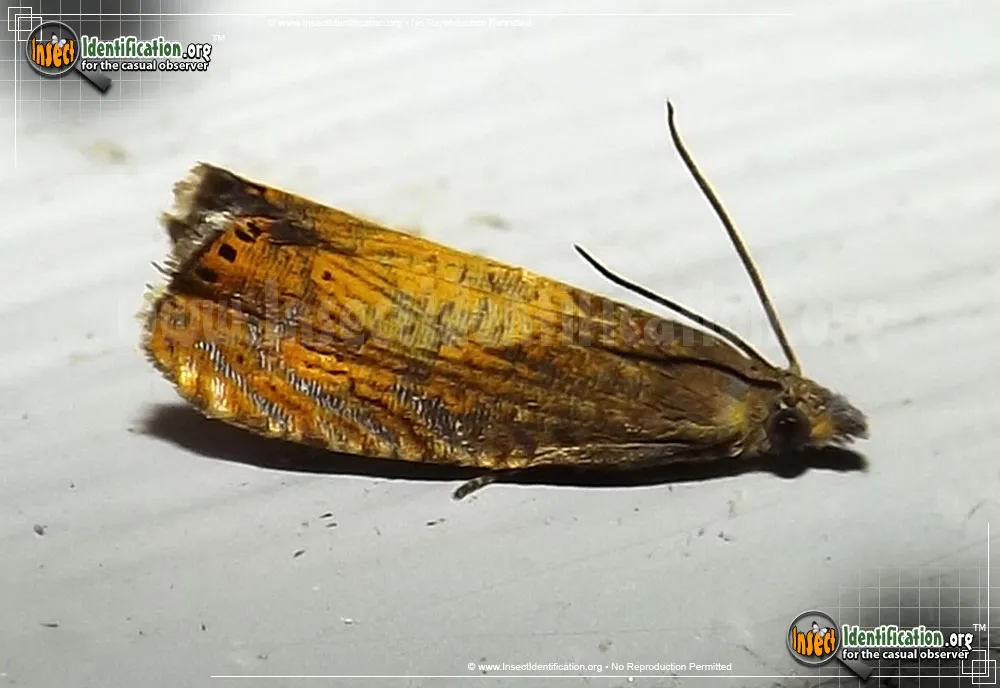 Tortricid Moth - Dichroroampha spp.