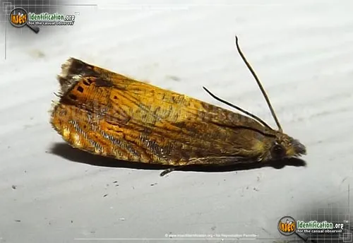 Tortricid Moth - photo 2