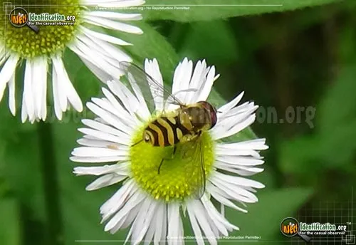 Transverse Flower Fly - photo 3