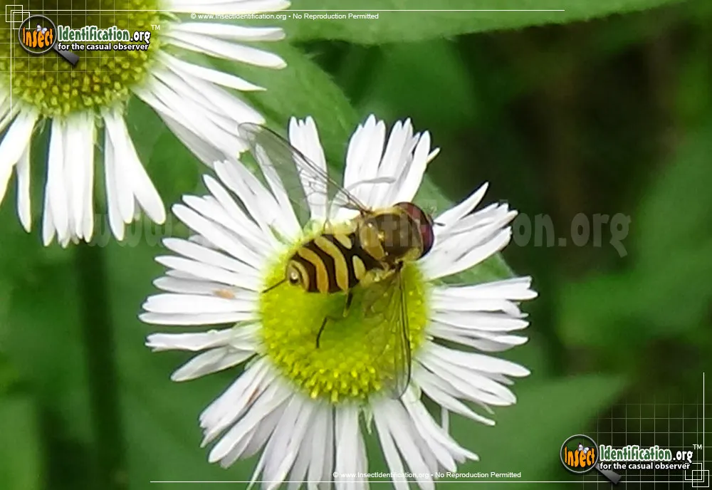 Transverse Flower Fly - photo 4