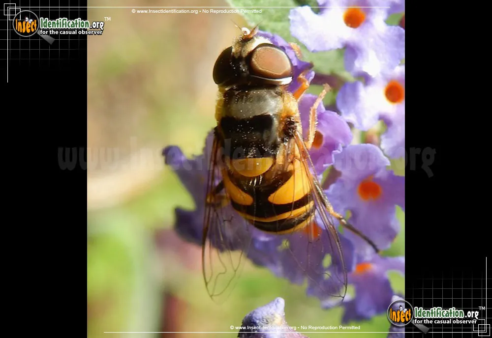 Transverse Flower Fly - photo 6