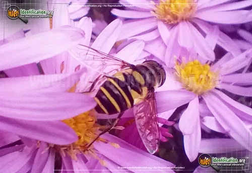 Transverse Flower Fly - photo 7