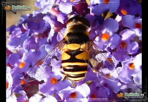 Transverse Flower Fly - photo 8