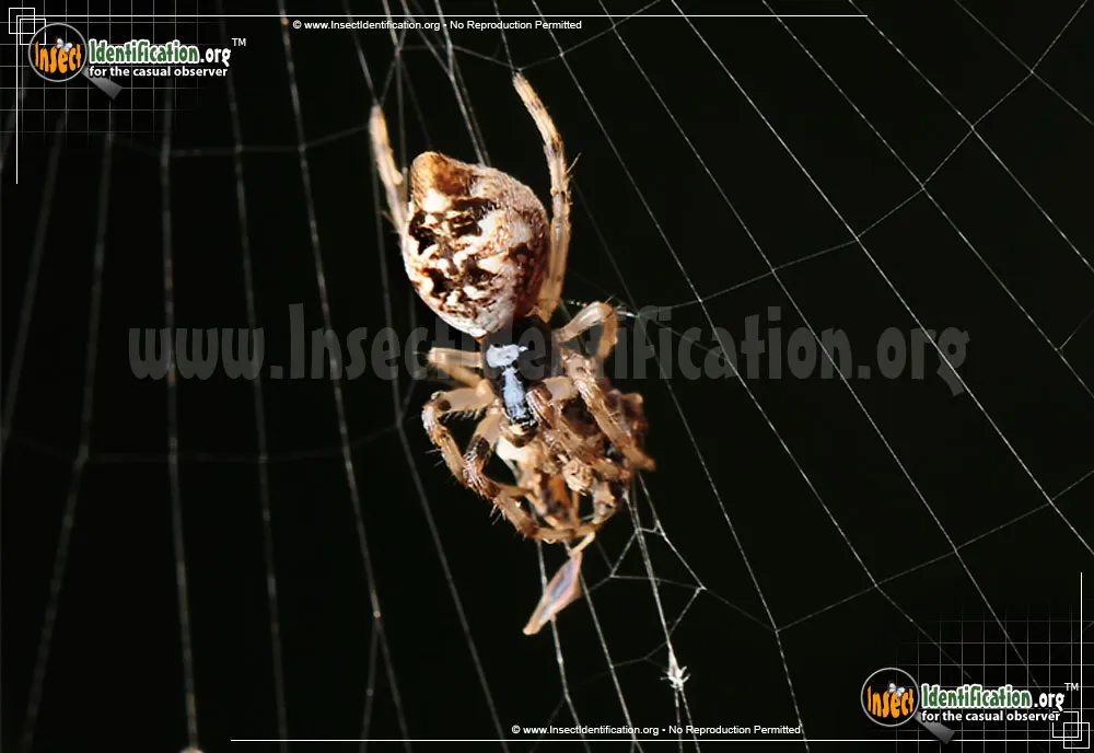 Trashline Orbweaver
