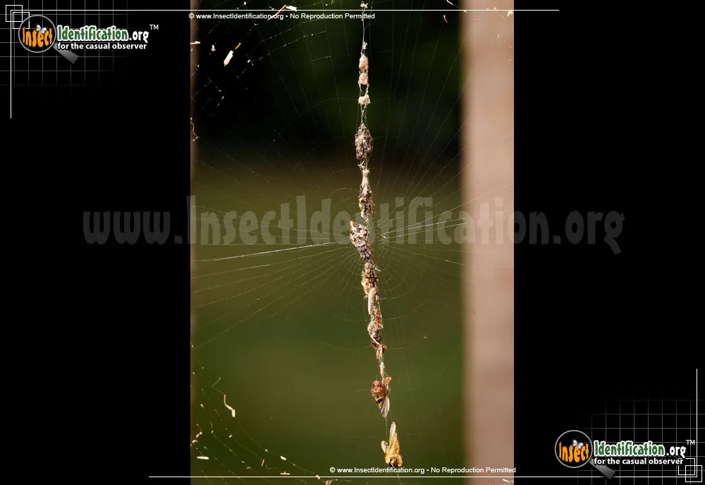 Trashline Orbweaver - photo 3