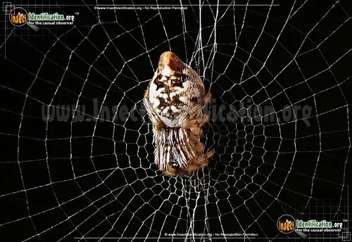 Trashline Orbweaver - photo 4