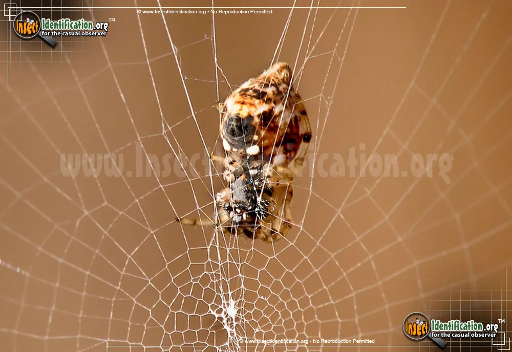 Trashline Orbweaver - photo 5