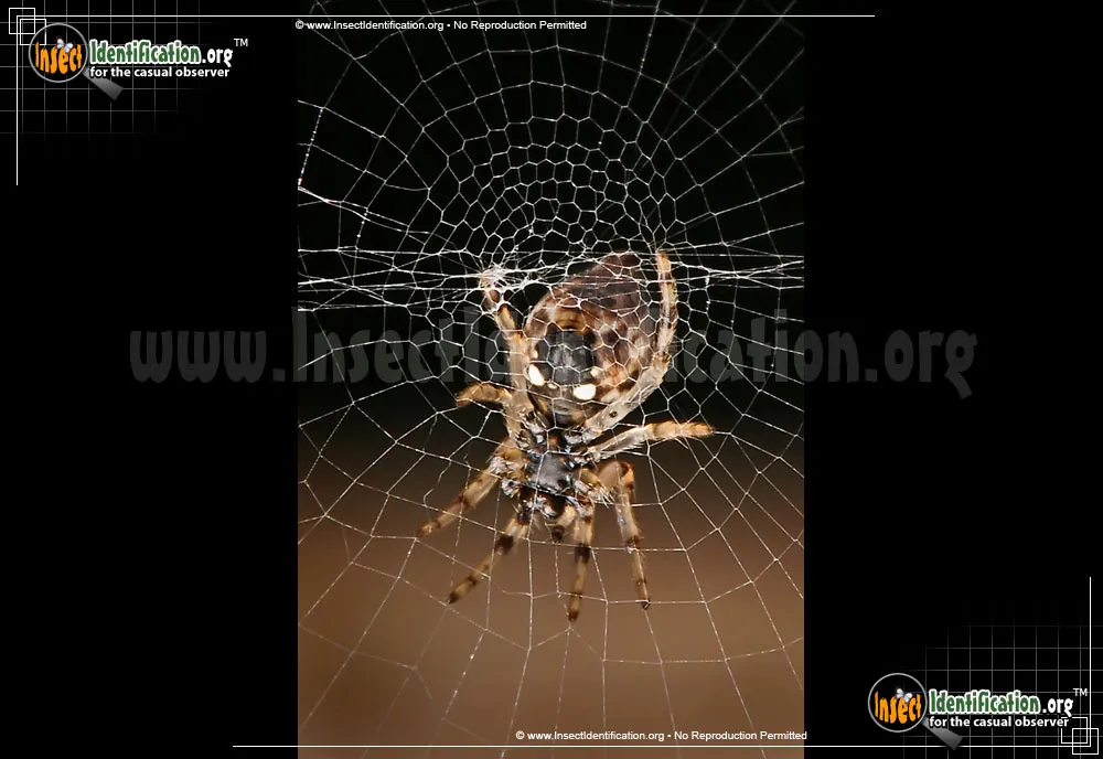 Trashline Orbweaver - photo 7