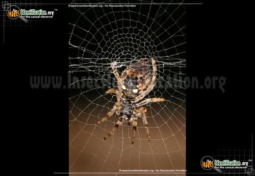 Trashline Orbweaver - photo 8