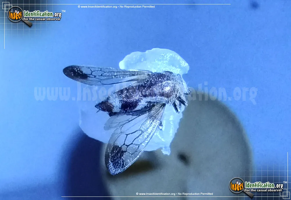 Treehopper - Cyrtolobus spp.
