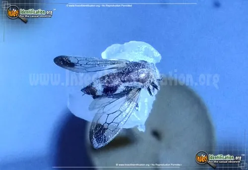 Treehopper - photo 2