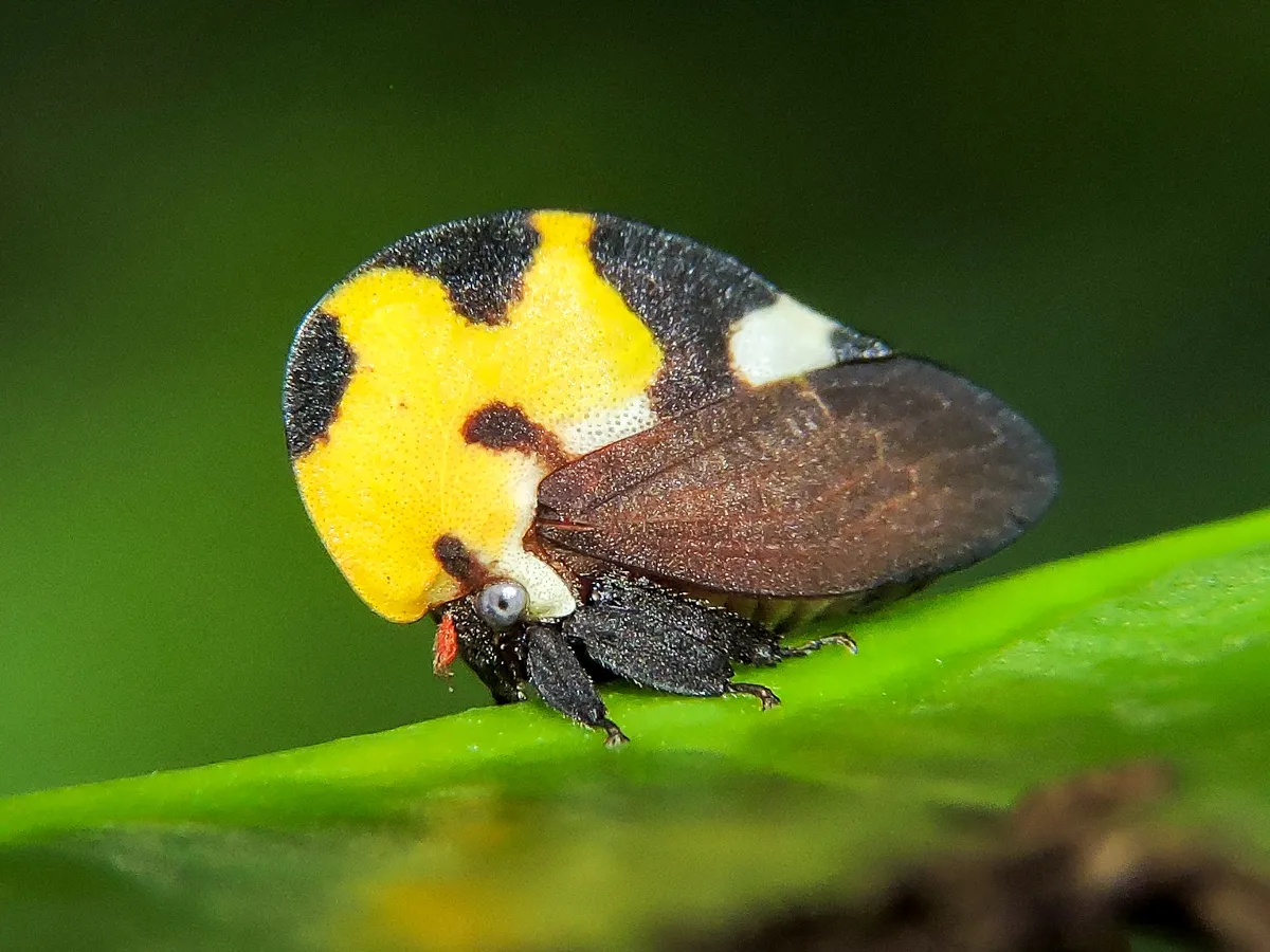 Treehopper - photo 3